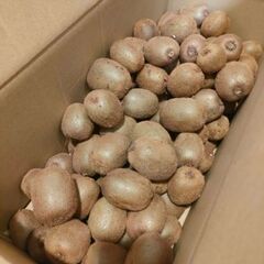 ☆★☆キウイフルーツ小粒〜約7kg【未完熟･食べ頃混】☆★☆
