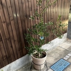 【決まりました】オリーブの木