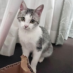 🌺人懐っこいグレーキジ白ちゃん　3ヶ月(お話し中)