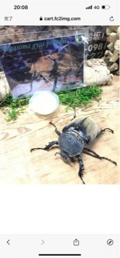 ゾウカブト　ギアスプランディ　メス単品