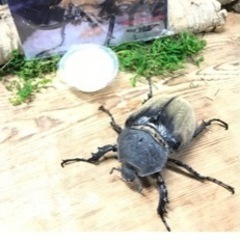 ゾウカブト　ギアスプランディ　メス単品 ゾウカブト ギアスプランディ メス単品