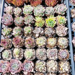 ありがとうございました【多肉植物】韓国苗、交配苗、普及種、ハオル...