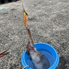 五島　福江島で釣り仲間募集