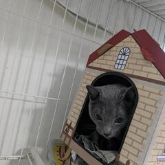 おとなしい性格のロシアンブルーのヤマトくん