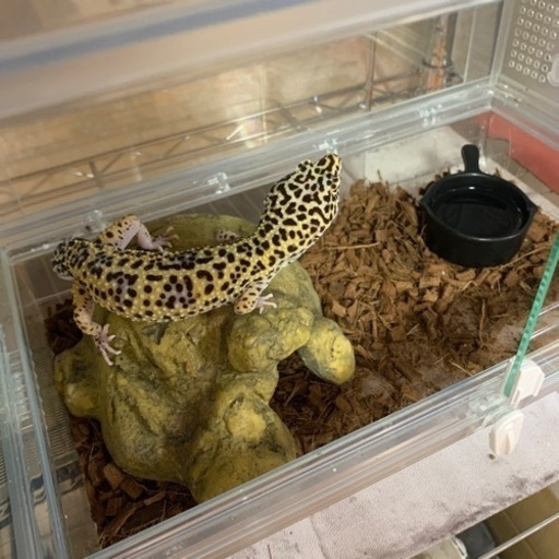 飼育セット
