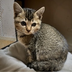子猫ちゃん里親募集中