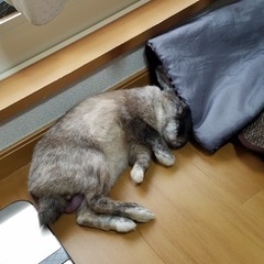 ウサギの里親募集