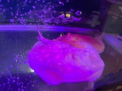 早い者勝ち❗️【希少‼️】アルビノダイヤモンドポルカ雌♀  淡水エイ　メス