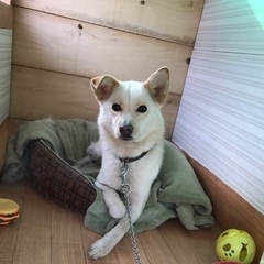 雑種 8歳