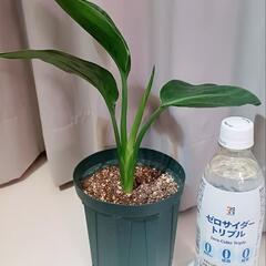 観葉植物セット　レア品種あり！