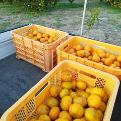 温州みかん🍊　1kg