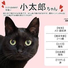 【小太郎】♀奇麗な瞳で性格良しな美猫