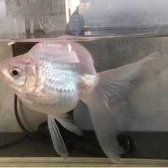 金魚【水槽やお世話グッズも一緒にお譲りします】