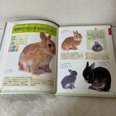 【値引き】かわいいうさぎの本の画像