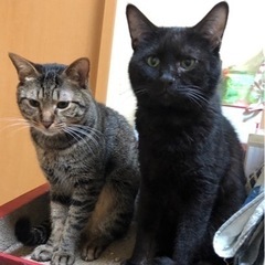 新しいメンバーさん募集中