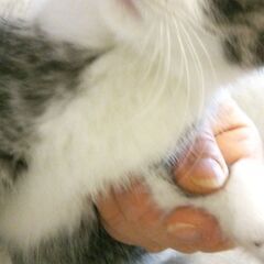 可愛い子猫たちの里親募集　白