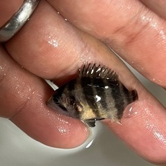 ダトニオ 3匹セット】ダトニオプラスワン スマトラ産 3-4cm