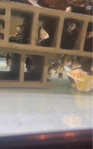 【ダトニオ 3匹セット】ダトニオプラスワン スマトラ産 3-4cm