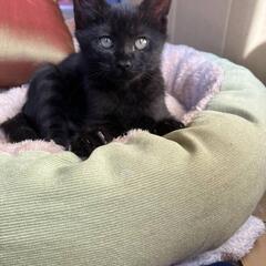 4ヶ月黒猫の男の子