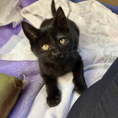 4ヶ月可愛い黒猫の男の子