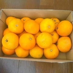 早生みかん　