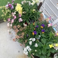 寄せ植え、苔玉作ります🥰 - 柳井市