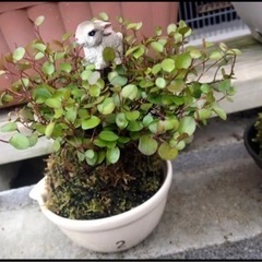 寄せ植え、苔玉作ります🥰 − 山口県