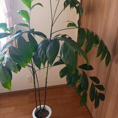 観葉植物の画像