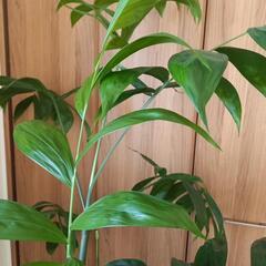 観葉植物の画像