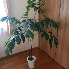観葉植物の画像