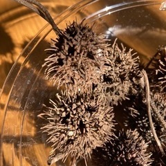 モミジバフウの実の画像