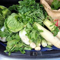 《朝採れ》冬野菜色々￥10〜￥100