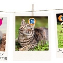 ［予約受付開始］春の帰省・旅行・転勤　ペットの輸送　ペットタクシー！ - 浜松市