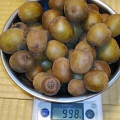 ゴールドキウイ　パート4の画像