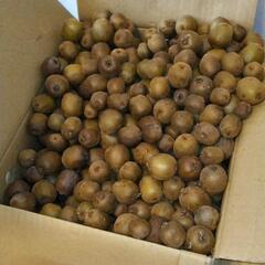 ゴールドキウイ　パート4の画像