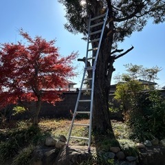 はしご兼用脚立
