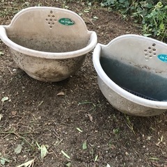 鉢植え