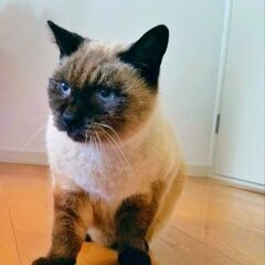 推定7-10歳 🧿 シャム風の優しい美猫 🧿