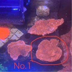 ウスコモンサンゴ レッド No.1