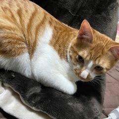 茶トラの元気な子です！ 7ヶ月