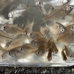 タナゴ　タイリクバラタナゴ　1匹