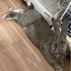 フレミッシュジャイアント　うさぎ