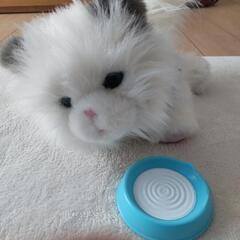 猫の画像