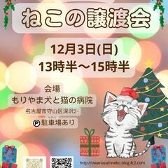 猫の譲渡会 inもりやま犬と猫の病