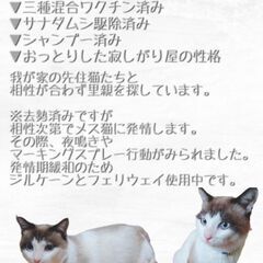去勢済みオス猫2歳