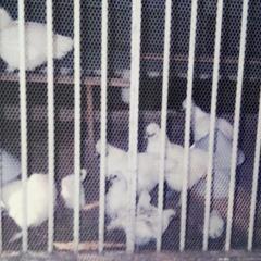 鳥小屋兼　犬小屋の画像