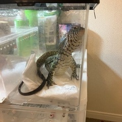 ナイルモニターアダルトサイズ