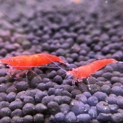 10匹 極火エビ 1.5cm～2cm #レッドチェリーシュリンプ...