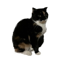 【お話中】スコティッシュフォールド、Wa - 猫