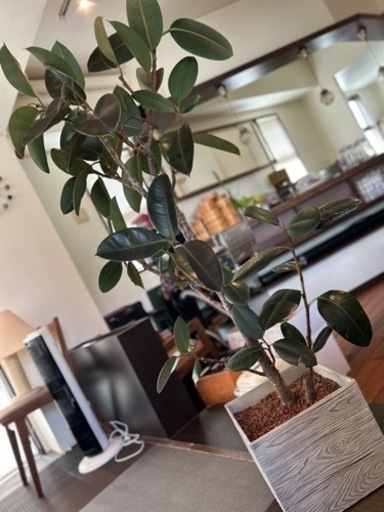 【中古】観葉植物　ゴムの木